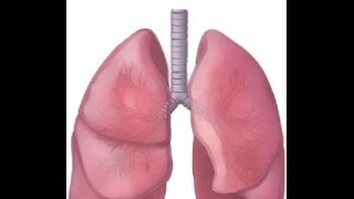 BREATH SOUNDS NORMAL BRONCHOVESICULAR BRONCHIAL [upl. by Ansilma]