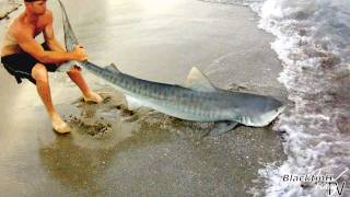 Fishing for Tiger Sharks [upl. by Nurat]