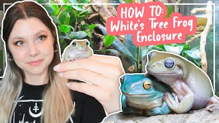 How To Set Up A Whites Tree Frog Enclosure [upl. by Ddat]