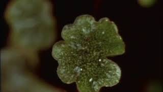 Liverwort Marchantia reproduction [upl. by Madra]