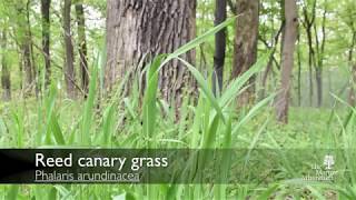 How to identify reed canary grass Phalaris arundinacea [upl. by Buote]