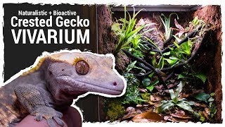 Naturalistic  Bioactive Crested Gecko Vivarium Housing Henry 20 [upl. by Ynamreg]