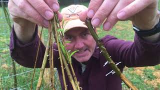 How To Grow A Weeping Willow Tree From Cuttings [upl. by Fotinas303]