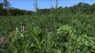 Unique characteristics of horseweedmarestail make it a challenging weed [upl. by Steel]