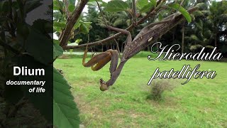 Giant Asian mantis Hierodula patellifera  part 2 [upl. by Sager]