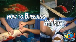 How to Breed Koi Carp Fish and Take Care of Baby Koi  Japanese koi Fish Farm [upl. by Lissy]