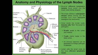 Anatomy amp Physiology of Lymph Nodes [upl. by Vallie]