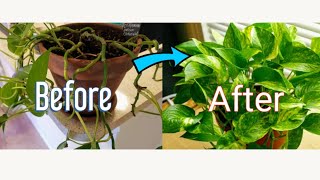 How to Propagate Pothos Vine [upl. by Terryn931]