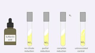 Nitrate reduction test [upl. by Mingche863]