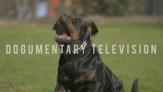 A ROTTWEILER BRED TO SERVE BORN TRAINED TO PROTECT [upl. by Shewchuk]