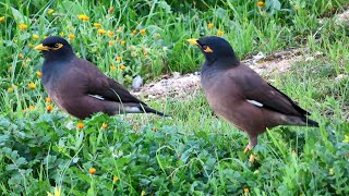 Common myna bird song Indian maina sound mynah singing [upl. by Thatch111]