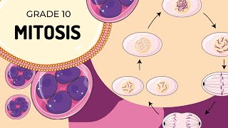 Mitosis [upl. by Vinson]