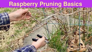 Raspberry Pruning Basics  Spring Raspberry Pruning  Rubus idaeus [upl. by Drye932]