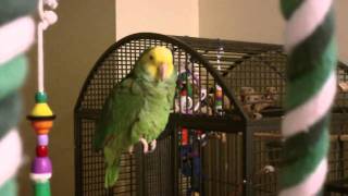 Amazon Parrot talking [upl. by Elburt256]