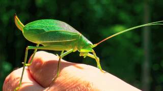 Chorus of the Katydids [upl. by Akital]