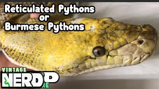 BURMESE OR RETICULATED PYTHONS AS PETS SNAKE ADVICE [upl. by Nairb729]