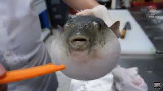 Pufferfish eats carrot full video [upl. by Adlez]