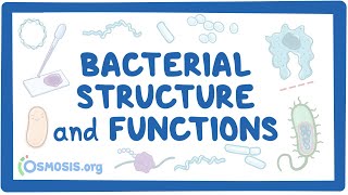 Bacterial Structure and Functions [upl. by Gnuhp]