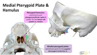 Infratemporal Fossa LO  Pterygoid Plates [upl. by Colton818]