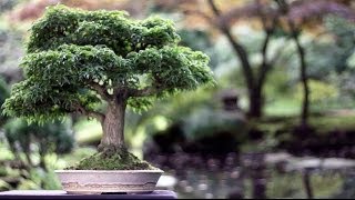 Bonsai trees [upl. by Miguel]