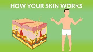 How Your Skin Works  How does the skin work Human skin Structure and Function [upl. by Ikcin213]