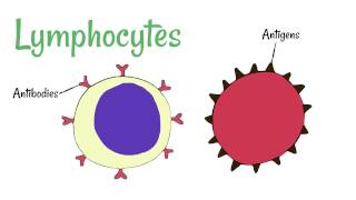 Cell Defence Lymphocytes and Phagocytes [upl. by Taveda]