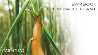 Bamboo The Miracle Plant [upl. by Enytnoel]