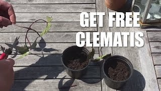 How to take cuttings from a clematis [upl. by Norak428]