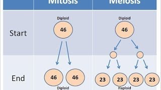 Meiosis vs Mitosis Animation Videos [upl. by Ettegirb997]