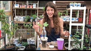 Greenhouse Notes Rooting Fruit Tree Cuttings [upl. by Aneelehs]