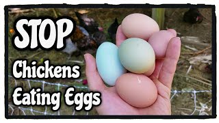 How to STOP Chicken From Eating Eggs [upl. by Atiuqihc]