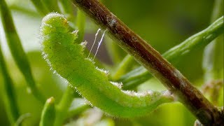 Caterpillar Cocoon Timelapse  BBC Earth [upl. by Htaeh66]