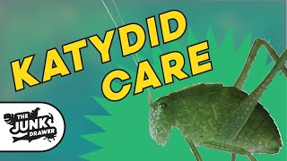 Pet Katydid  Facts and Care [upl. by Wootten]