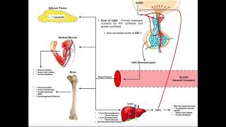 Specific Hormones  Functions of Growth Hormone hGH [upl. by Hegyera]