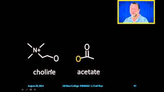 Acetylcholinesterase [upl. by Gabor84]