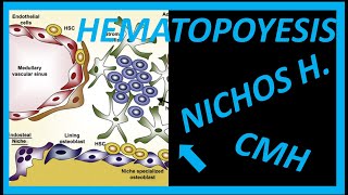 💥💥💥HEMATOPOYESIS y REGULACIÓN de las CÉLULAS MADRE HEMATOPOYÉTICAS 2 NICHOS y MUCHO MÁS [upl. by Oicaro]