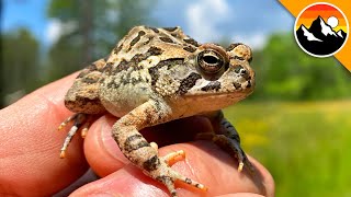 Toadally GRUMPY and POISONOUS Toad [upl. by Feinstein176]