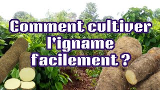 Comment Cultiver lIgname Facilement [upl. by Fari]