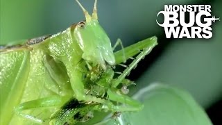 Predatory Katydid Vs Green Praying Mantis  MONSTER BUG WARS [upl. by Ihculo]