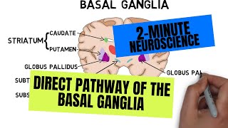 2Minute Neuroscience Direct Pathway of the Basal Ganglia [upl. by Farman]