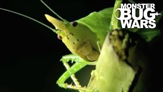 Horned Katydid vs Owl Butterfly Caterpillar  MONSTER BUG WARS [upl. by Niatsirhc]