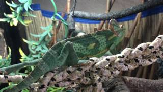 Juvenile Veiled Chameleon COLOR CHANGING [upl. by Antin]