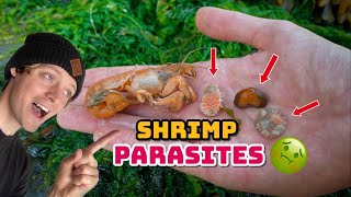 Shrimp Parasite Removal ASMR  Shrimp Gets Attacked amp I Get Pinched [upl. by Aracal]