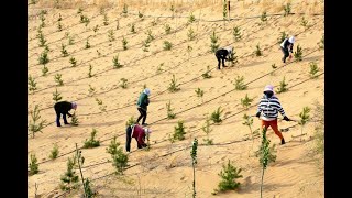 China’s Ambitious Plan to Stop a Desert with Trees [upl. by Nylle]