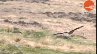 Red Kite Hunting Over Ilkley  Burley Moor [upl. by Ednargel]