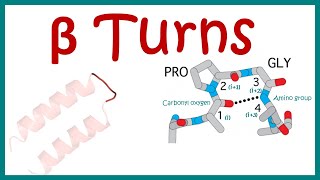 Beta turn  secondary structure of protein [upl. by Cleasta260]