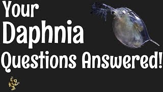 Daphnia Questions Answered [upl. by Liagaba]