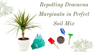 Repotting Dracaena Marginata in Perfect Soil Mix [upl. by Yunick691]