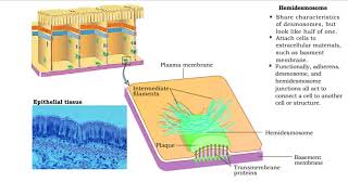 Type of Cell Junctions  Desmosome Hemidesmosomes and Gap Junctions [upl. by Congdon]