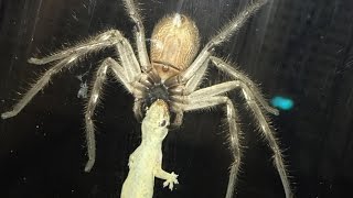 Huntsman Spider Eating Lizard Next To Family Meal [upl. by Kablesh]